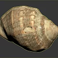 Natural Aquatic Animal Shell With Detailed Patterns And Textured Surface