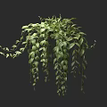 Lush Green Hanging Basket Plant With Trailing Leaves For Indoor Decoration