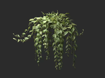 Lush Green Hanging Basket Plant With Trailing Leaves For Indoor Decoration 3d model