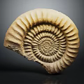 Ancient Marine Ammonite Fossil With Spiral Shape And Detailed Ridges On Dark Background