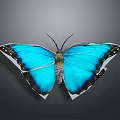 Vibrant Blue Butterfly With Black Edged Wings And Colorful Spots On Gray Background