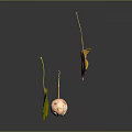 Ginkgo Plant Features Yellow Greenish Leaves And Pink Spotted Fruits Floating On Dark Background