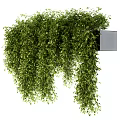 Lush Green Hanging Vines Decorative Plants With Wall Mounted Planter Stand