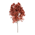 Vibrant Red Leaf Arbor With Lush Autumn Foliage And Strong Trunk