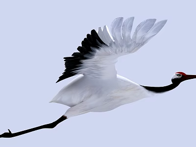 A Red-crowned Crane Flying with Outstretched Wings in Light Blue Sky 3d model