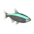 Various Colorful Aquatic Fish Species With Silver Striped And Golden Bodies