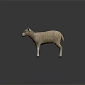 White Lamb with Curly Wool Standing on Black Smooth Surface with Grey Background