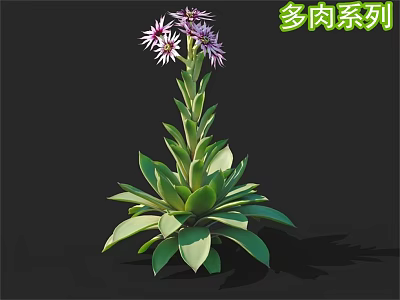 Vibrant Succulent Plant With Green Leaves Purple And White Flowers On Tall Stem 3d model