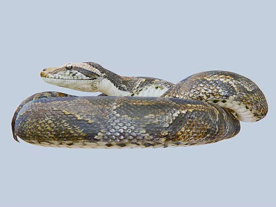 Large Reptile Snake With Coiled Body And Patterned Skin On Gray Background 3d model