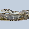 Large Reptile Snake With Coiled Body And Patterned Skin On Gray Background 3d model