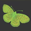 Beautiful Orange Butterfly With Black Spots On Wings Against Dark Background