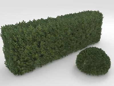 Well Trimmed Green Hedge and Round Shrub Plant in Garden Setting 3d model