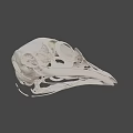 Detailed Bird Skull Anatomy With Intricate Skeletal Structure On Black Background