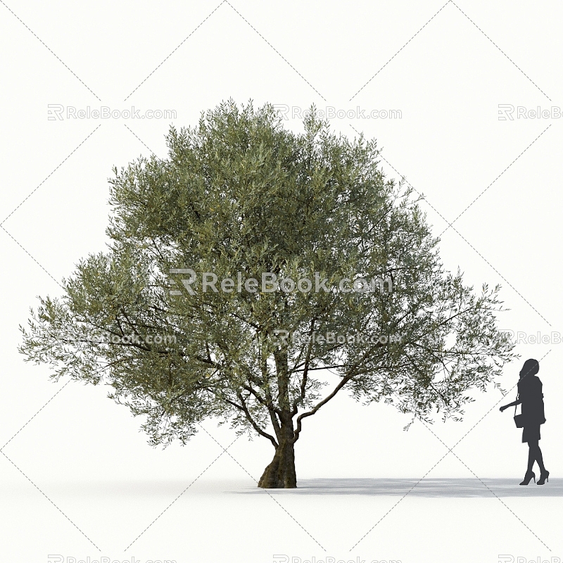 Olive Tree Olive Street Trees Roadside Trees Community Greening Big Olive Trees 3d model