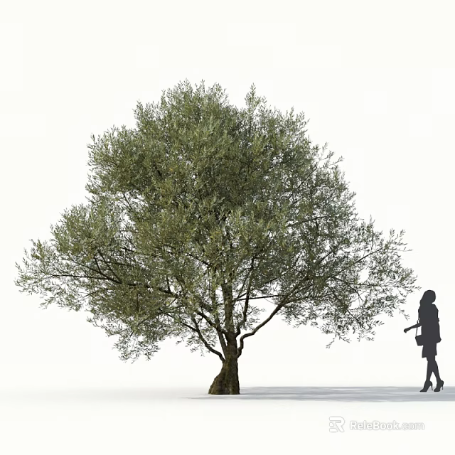 Lush Olive Tree With Thick Trunk And Dense Green Foliage Near Person Silhouette 3d model 
