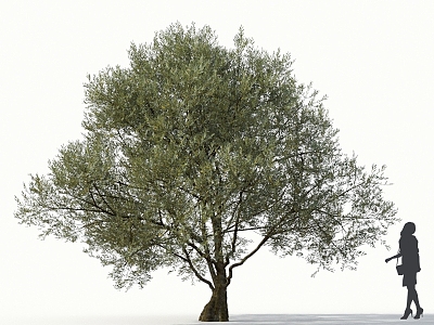 Olive Tree Olive Street Trees Roadside Trees Community Greening Big Olive Trees 3d model