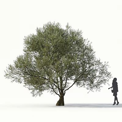 Lush Olive Tree With Thick Trunk And Dense Green Foliage Near Person Silhouette 3d model
