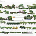 Various Arbor Tree Species For Landscape Design And Garden Greenery
