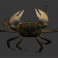 Brown Clawed Shiny Shell Crab Standing On Dark Background With Long Legs And Textured Body