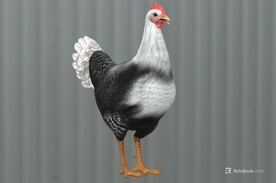 Black and White Feathered Chicken with Red Comb and Orange Feet on Gray Background 3d model 