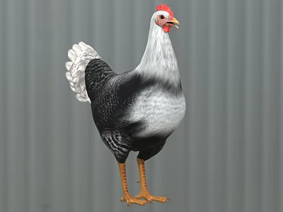 Black and White Feathered Chicken with Red Comb and Orange Feet on Gray Background 3d model