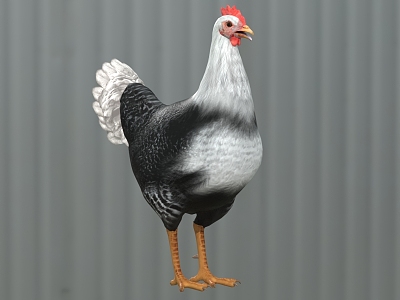 poultry domestic chicken animals model