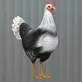 Black and White Feathered Chicken with Red Comb and Orange Feet on Gray Background