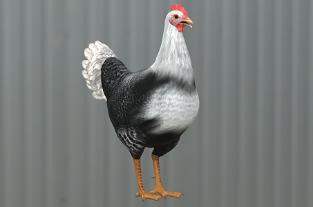 poultry domestic chicken animals 3d model