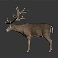Realistic Brown Deer Statue With Large Antlers And Lifelike Details