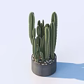Green Cactus Bonsai Potted Plant In Gray Pot With Small Pebbles