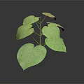 Vibrant Green Leafy Plant With Large Leaves Stem On Dark Background Clear Subject