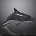 Realistic 3D Dolphin Model in Leaping Pose With Open Mouth Shiny Skin on Dark Background