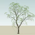 Tall Arbor Tree With Lush Green Leaves Under Bright Blue Sky And Sunlight