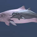Two Pink and Gray Dolphins Swimming Together in Natural Underwater Habitat
