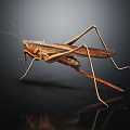 Brown Grasshopper With Long Legs Thin Antennae And Brown Wings On Black Surface With Reflection