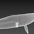 Blue Whale 3D Model With Large Body Smooth Skin On Gray Background