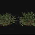 Lush Green Fern Plants Growing In Two Clumps On Dark Background