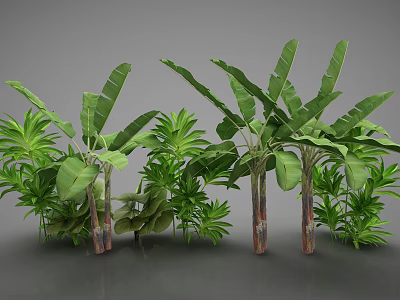 Tropical Banana Plants With Lush Green Foliage And Vibrant Leaves 3d model