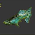 Colorful Tropical Fish With Vibrant Blue Green Scales And Fancy Tail On Reflective Surface