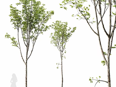 Three Garden Decorative Trees With Slender Trunks Green Foliage And Natural Style 3d model