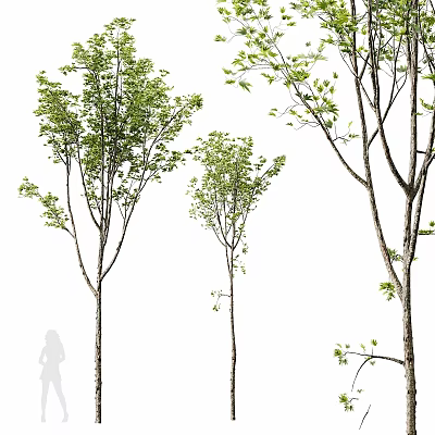 Three Garden Decorative Trees With Slender Trunks Green Foliage And Natural Style 3d model