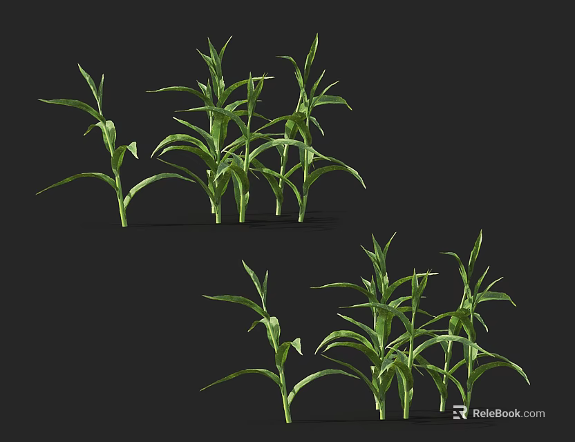 Green Corn Plants With Leafy Stems Growing In Group On Black Background 3d model