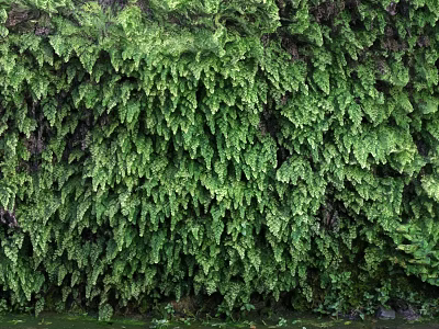 Living Plant Wall Covered With Lush Green Ferns Dense Foliage Vertical Garden Design 3d model