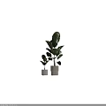 Potted Bonsai Plants with Large Green Leaves in White Pots for Indoor Decor