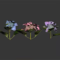 Beautiful Hydrangea Flowers with Blue Pink and Purple Blooms Green Leaves on Dark Background