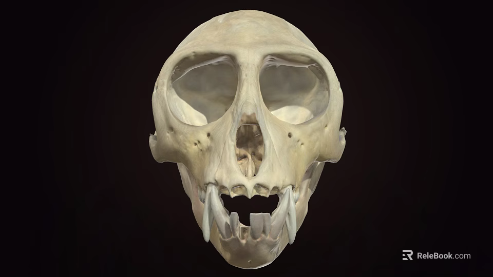 Primate Skull Anatomical Structure With Prominent Canine Teeth And Facial Features 3d model 