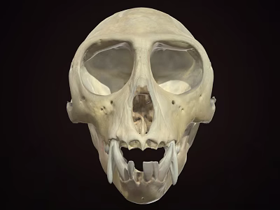 Primate Skull Anatomical Structure With Prominent Canine Teeth And Facial Features 3d model