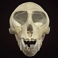 Primate Skull Anatomical Structure With Prominent Canine Teeth And Facial Features