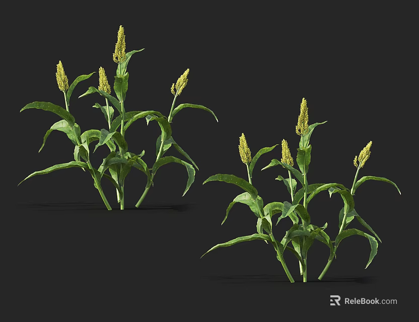 Vibrant Green Corn Plants With Yellow Tassels And Lush Leaves On Dark Backdrop 3d model 