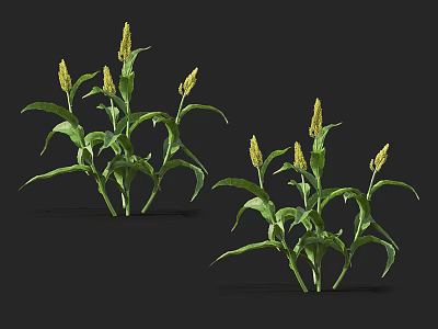 Vibrant Green Corn Plants With Yellow Tassels And Lush Leaves On Dark Backdrop 3d model